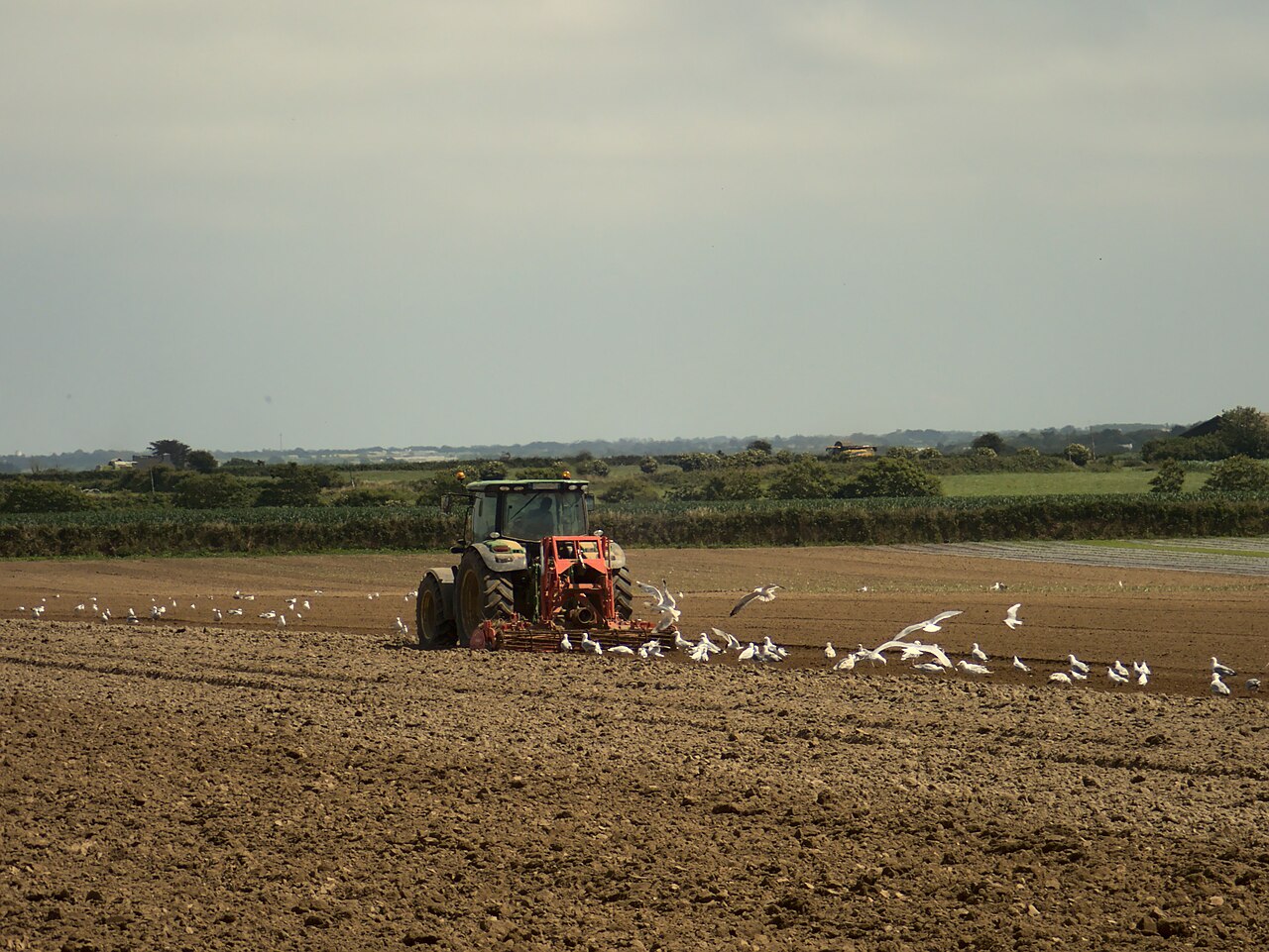 Un tracteur travaille un champ en Bretagne, entouré d’oiseaux