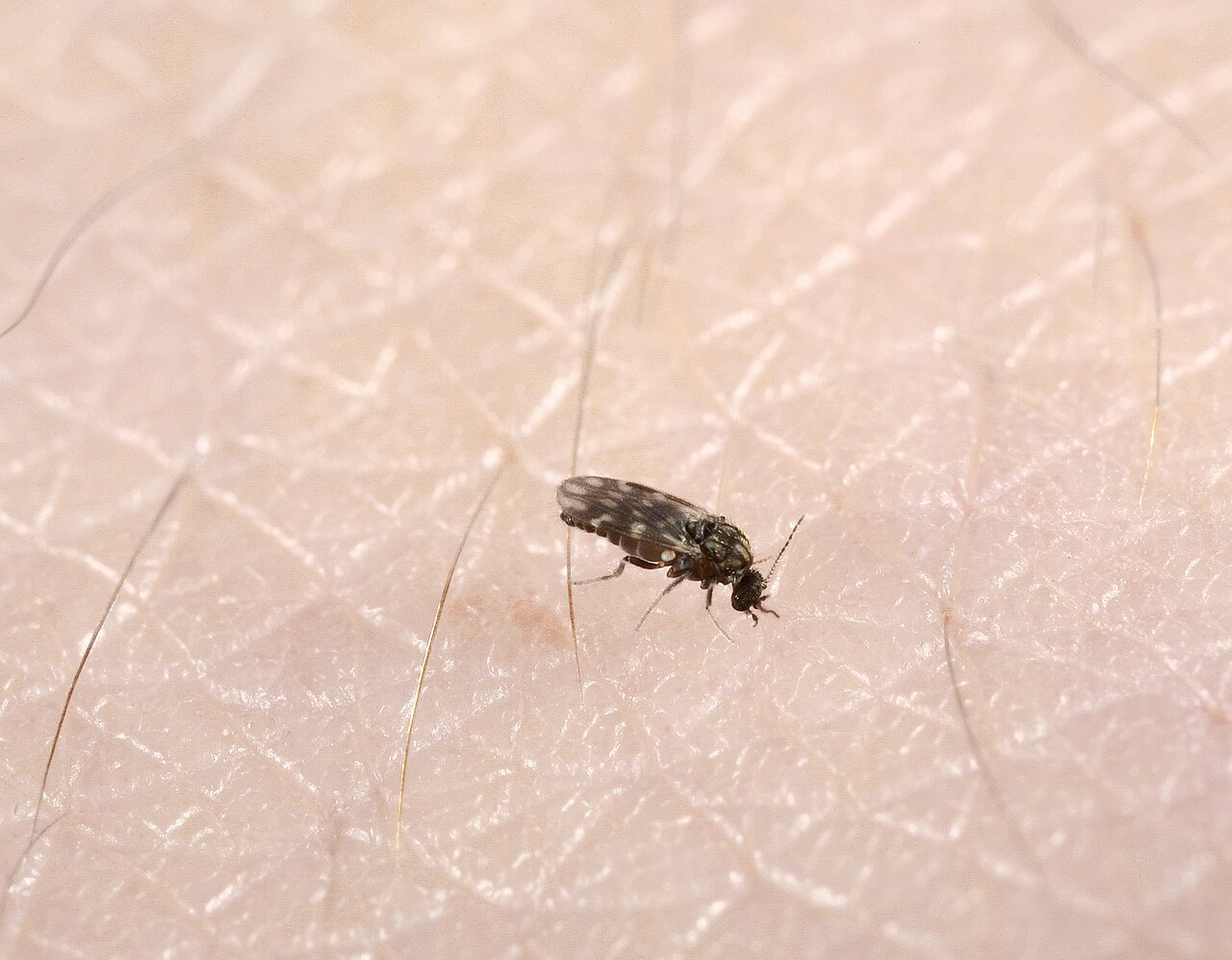 Un petit moucheron piqueur posé sur la peau, vu de près