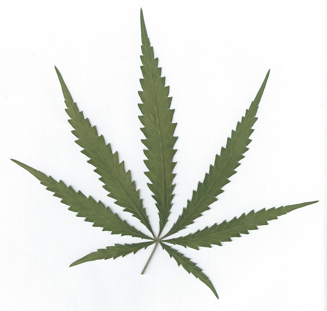 Une feuille de Cannabis sativa à folioles dentées sur un fond blanc.