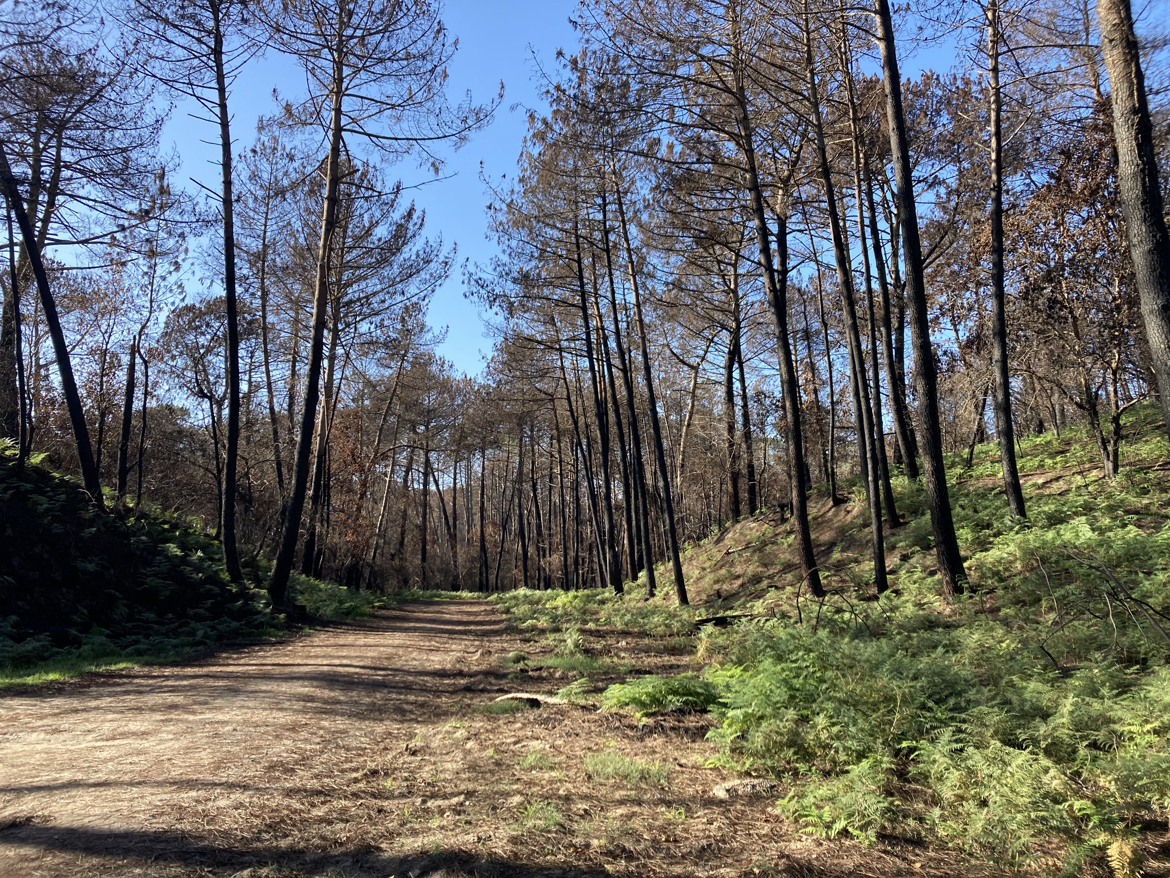Pins touchés par un incendie dans la forêt usagère de La Teste-de-Buch